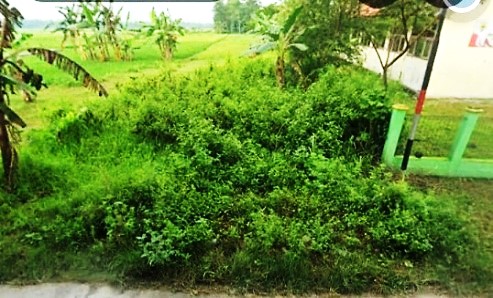Foto Usulan